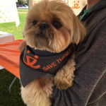 Un Silky Tzu au pelage bicolore, tenu dans les bras d'une personne et portant un foulard au cou