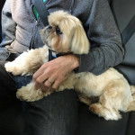 Un Silky Tzu allongé sur la banquette arrière d'une voiture et se faisant caresser les poils