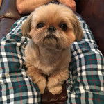 Un Silky Tzu au pelage tricolore, assis sur un canapé entre les jambes d'une personne