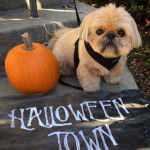 Un Silky Tzu au pelage tricolore, assis sur les marches d'un escalier, portant un harnais et qui est tenu en laisse