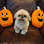 Un Silky Tzu au pelage bicolore, assis dans un canapé et tirant légèrement la langue