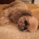 Un Silky Tzu au pelage tricolore, allongé sur un lit et regardant la caméra