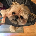 Photo prise de haut d'un Silky Tzu au pelage bicolore, tenu dans les bras d'une personne