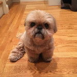Un Silky Tzu au pelage tricolore, assis sur un plancher en bois et regardant la caméra