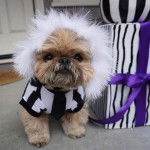 Un Silky Tzu assis sur une moquette, portant un habit et une touffe de poils blanche sur la tête