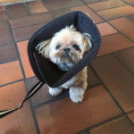 Un Silky Tzu assis sur une surface carreler, portant un couvre tête et qui est tenu en laisse 