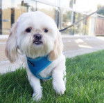 Un Silky Tzu marchant sur un terrain herbeux, portant un harnais et qui est tenu en laisse