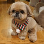 Un Silky Tzu au pelage tricolore, assis sur un plancher en bois et portant un foulard au cou