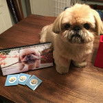 Un Silky Tzu au pelage tricolore, assis sur une table et regardant vers la caméra