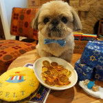 Un Silky Tzu au pelage tricolore, assis sur une table et portant un noeud autour du cou