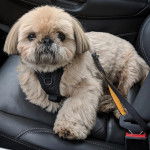 Un Silky Tzu au pelage tricolore, assis sur le siège d'une voiture et portant un harnais