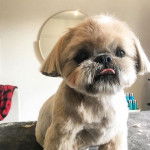 Un Silky Tzu au pelage tricolore, assis et tirant légèrement la langue