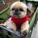 Un Silky Tzu assis dans une poussette, portant un manteau et qui est tenu en laisse