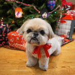 Un Silky Tzu au pelage tricolore, debout à côté d'un sapin et portant un noeud au cou