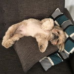 Un Silky Tzu au pelage tricolore, allongé sur un coussin dans un canapé et semblant jouer