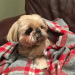 Un Silky Tzu au pelage tricolore, assis sous une couverture dans un canapé