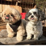 Deux Silky Tzu assis sur une table, l'un portant un harnais et l'autre un collier autour du cou