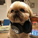 Un Silky Tzu au pelage tricolore, assis sur une table et portant un casque audio autour du cou