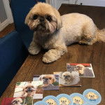 Un Silky Tzu au pelage tricolore, allongé sur une table et regardant la caméra