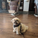 Un Silky Tzu assis dans un salon de coiffure, portant un harnais et qui est tenu en laisse