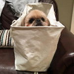 Un Silky Tzu au pelage tricolore, assis dans un sac de couleur blanche