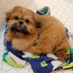 Un Silky Tzu au pelage bicolore, allongé sur un drap et regardant la caméra