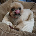 Un Silky Tzu allongé sur une couverte blanche, portant un collier au cou et se léchant la truffe