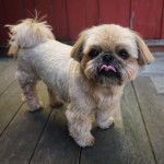 Un Silky Tzu au pelage tricolore, debout sur un plancher en bois et regardant la caméra