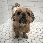 Un Silky Tzu au pelage mouillé, debout sur un sol carreler
