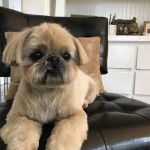 Un Silky Tzu au pelage tricolore, allongé dans un fauteuil