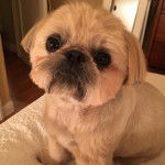 Un Silky Tzu au pelage tricolore, assis sur une couverture blanche