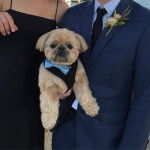 Un Silky Tzu tenu dans les bras d'une personne, portant un harnais et noeud au cou