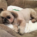 Un Silky Tzu au pelage tricolore, allongé dans une couchette pour chien et regardant la caméra