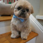 Un Silky Tzu au pelage tricolore, assis sur les marches d'un escalier et portant un noeud bleu  