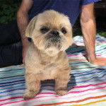 Un Silky Tzu au pelage tricolore, assis sur un drap et se faisant caresser la fourrure