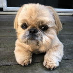 Un Silky Tzu au pelage tricolore, allongé sur un plancher en bois et regardant la caméra