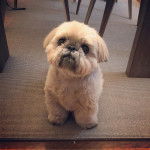 Un Silky Tzu au pelage tricolore, assis sur un tapis et ayant la tête légèrement levé vers le haut