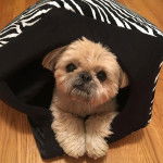 Un Silky Tzu au pelage bicolore, allongé dans une couchette pour chien et regardant la camera
