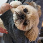 Un Silky Tzu au pelage tricolore, tenu dans les mains d'une personne