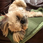 Un Silky Tzu au pelage tricolore, allongé sur un tapis dans un canapé et semblant dormir