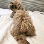 Un Silky Tzu  allongé sur une couverture blanche, et regardant la caméra de derrière