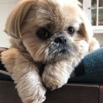 Un Silky Tzu au pelage tricolore, allongé sur un coussin et regardant la caméra