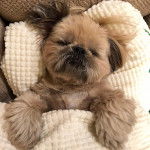 Un Silky Tzu au pelage tricolore, allongé sur le dos sous une couverture et semblant dormir