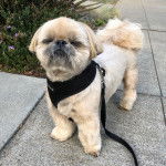 Un Silky Tzu au pelage tricolore, debout sur une voie bitumée,  portant un harnais et qui est tenu en laisse