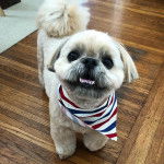 Un Silky Tzu au pelage tricolore, assis sur un plancher en bois et portant un foulard au cou