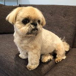 Un Silky Tzu au pelage tricolore, assis dans un canapé