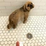 Un Silky Tzu au pelage bicolore, debout dans une douche et prenant un bain