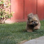 Un Silky Tzu au pelage bicolore, courant sur un terrain herbeux