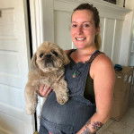 Un Silky Tzu au plage tricolore, tenu dans les mains d'une femme enceinte
