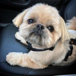 Un Silky Tzu au pelage tricolore, assis sur le siège d'une voiture et portant un harnais